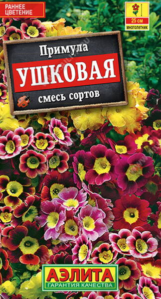 Auricula primrose (Bear's ears) variety mix